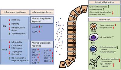 SUMOylation Connects Cell Stress Responses and Inflammatory Control: Lessons From the Gut as a Model Organ